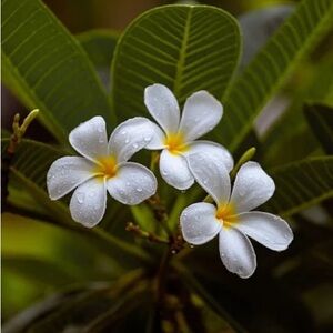 Meet your Posher, Shyanne